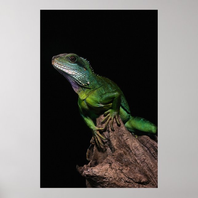 Poster Lizzard (Devant)