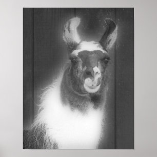 Poster Llama En Animal Noir Et Blanc