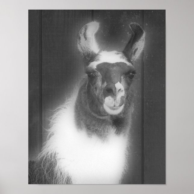 Poster Llama En Animal Noir Et Blanc (Devant)