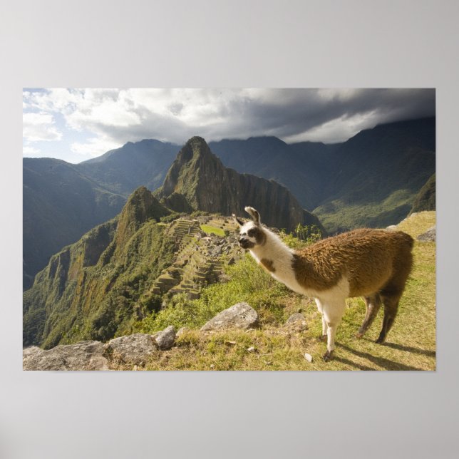 Poster Llamas et vue sur Machu Picchu, (Devant)