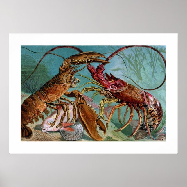 Poster Lobster and Langoustine (Devant)