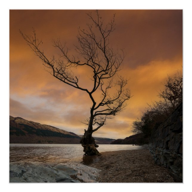 Poster Loch Lomond Firkin Point Arbre unique Lever du sol (Devant)