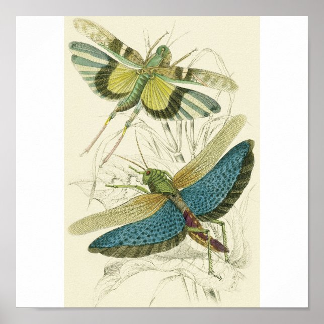 Poster Locusta Cristata (lower), Locusta flava (upper) (Devant)