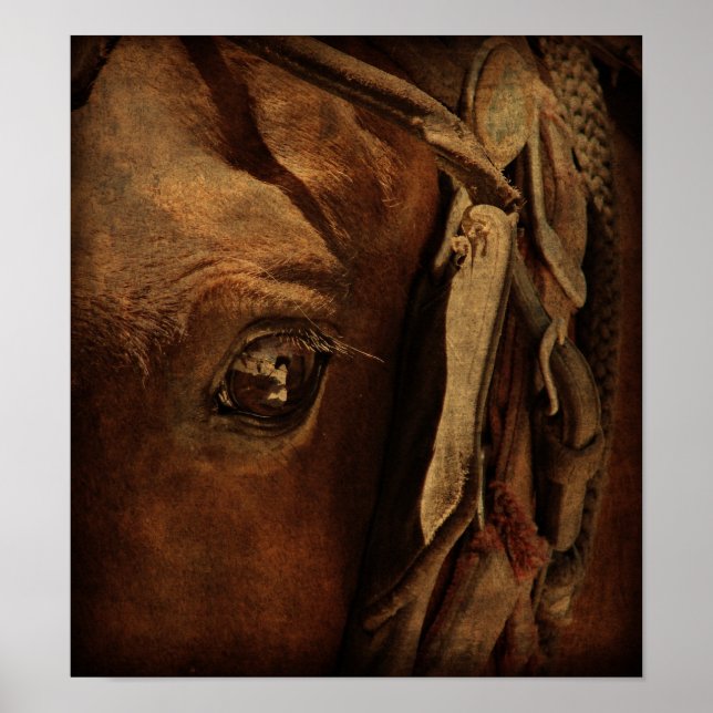 Poster L'oeil d'Amish Horse (Devant)