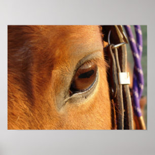 Poster L'oeil de Scotch