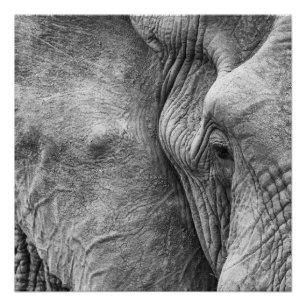 Poster L'oeil d'un éléphant
