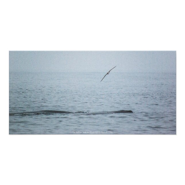Poster L'oiseau qui a fait le tour des baleines (Devant)