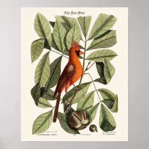 Poster L'oiseau rouge - Seligmann