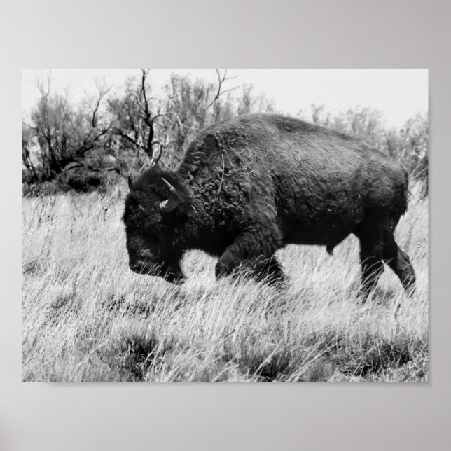 Poster Lone Buffalo (Devant)