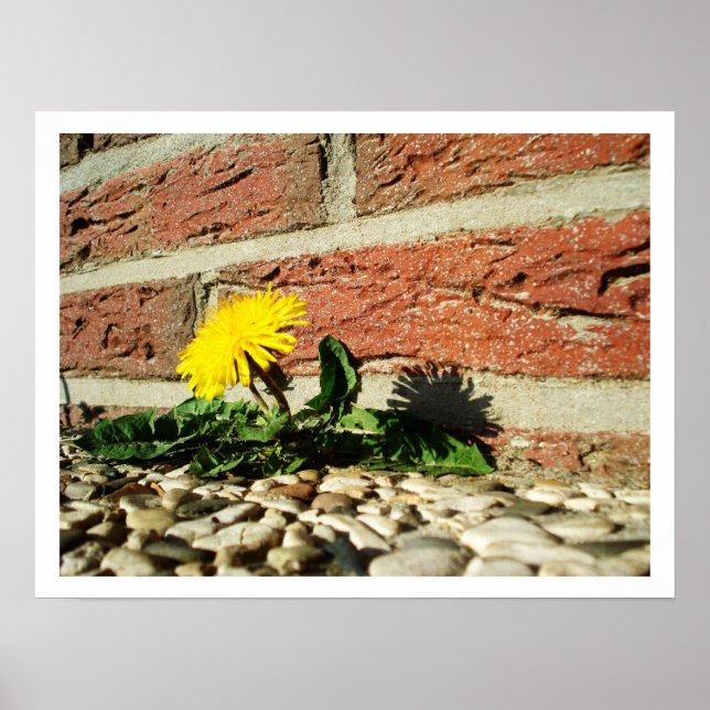 Poster Lone Dandelion (Devant)