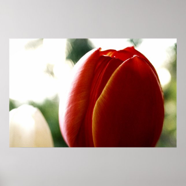Poster Lone Red Tulip (Devant)