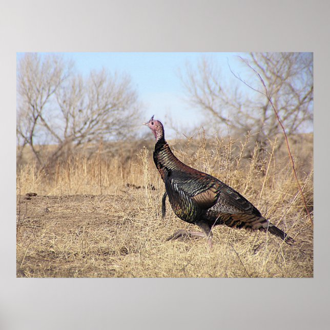 Poster Lone Turkey (Devant)