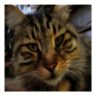 Poster Long Haired Tabby Chat Artistique Portrait d'anima