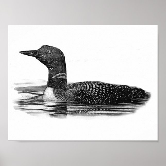 Poster Loon sur le lac (Devant)