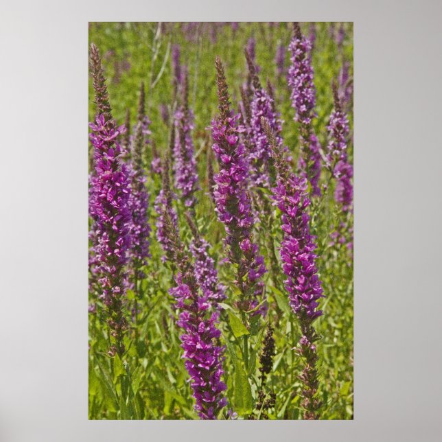 Poster Loosestrife pourpre (Devant)