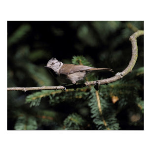 Poster Lophophane cristatus