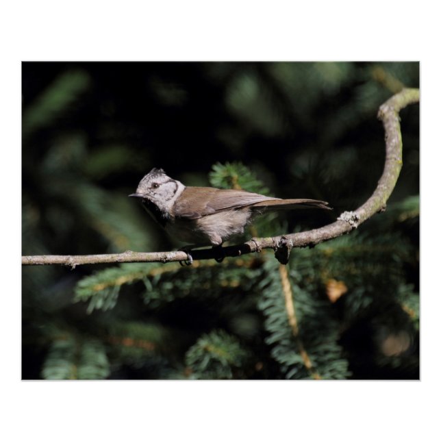 Poster Lophophane cristatus (Devant)