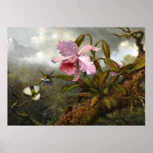 Poster L'orchidée de Cattleya, deux colibris et un scarab