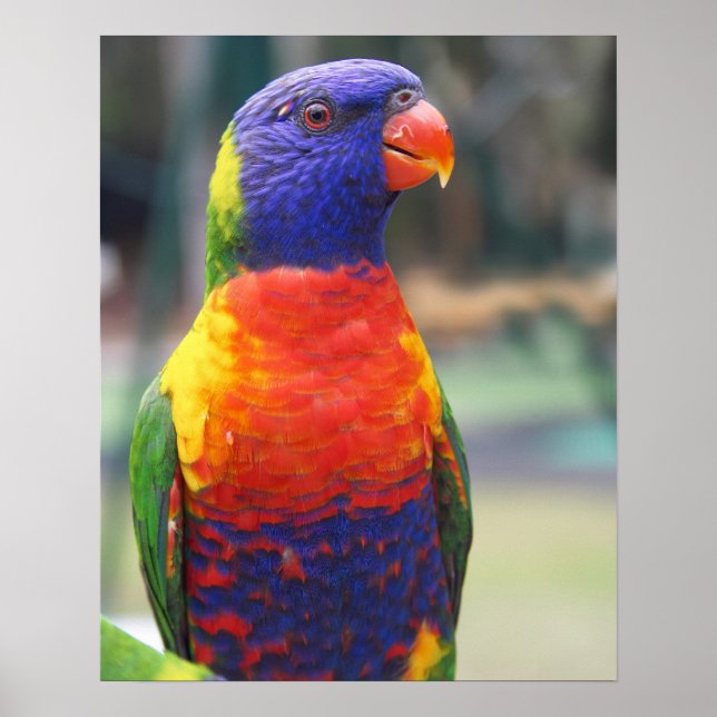 Poster Lorikeet arc-en-ciel (Trichoglossus haematodus 2) (Devant)