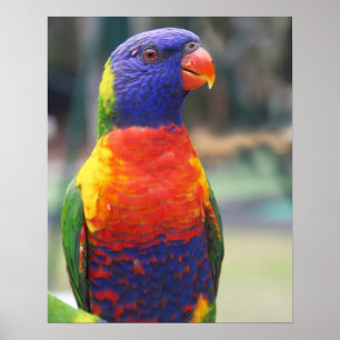 Poster Loriquet arc-en-ciel (Trichoglossus haematodus 2