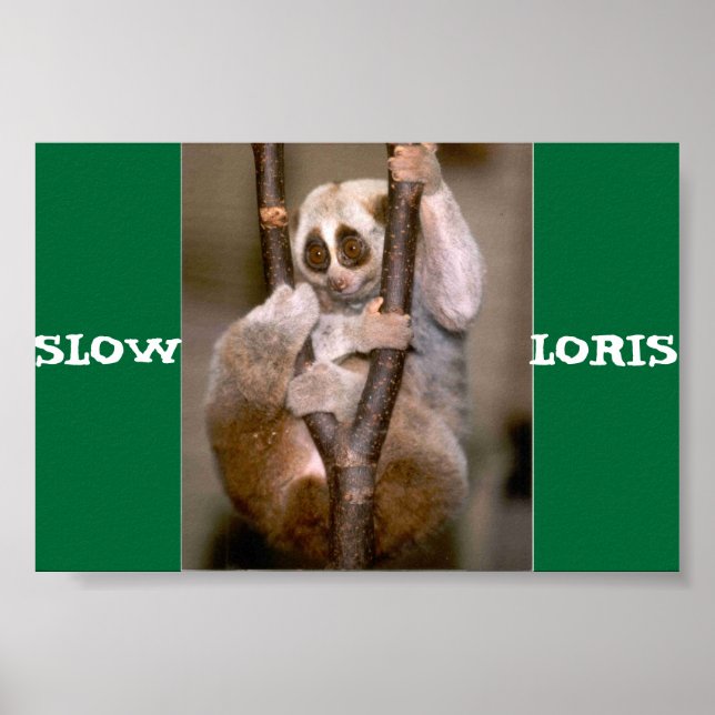 Poster Loris lent (Devant)