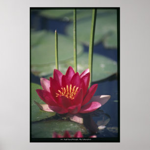 Poster lotus
