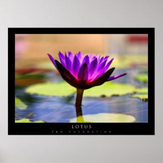 Poster Lotus