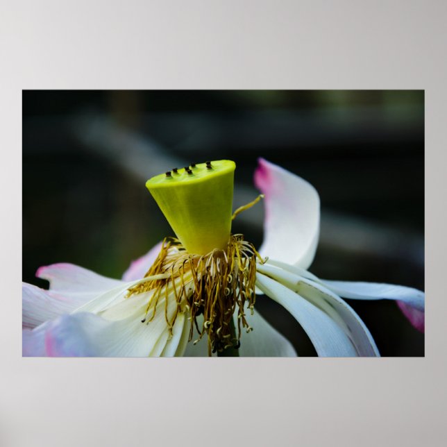Poster Lotus (Devant)