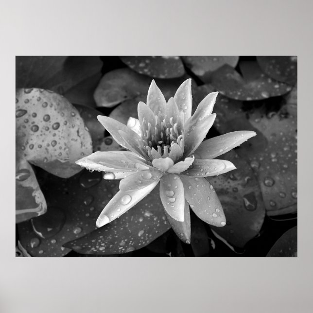 Poster Lotus (Devant)