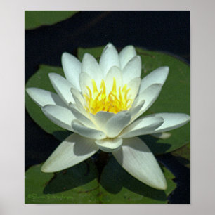 POSTER LOTUS BLANC BLOSSOM/CLOSE/PHOTOG.