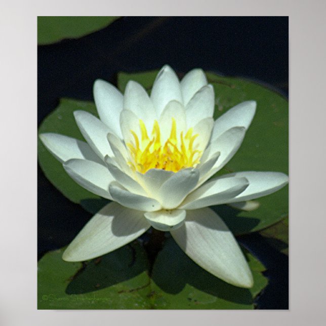 POSTER LOTUS BLANC BLOSSOM/CLOSE/PHOTOG. (Devant)