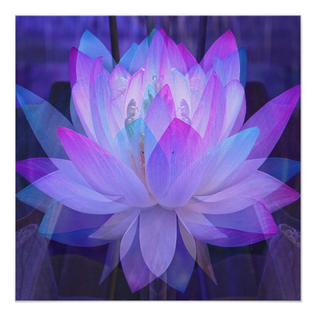 Poster Lotus en bleu... (Devant)