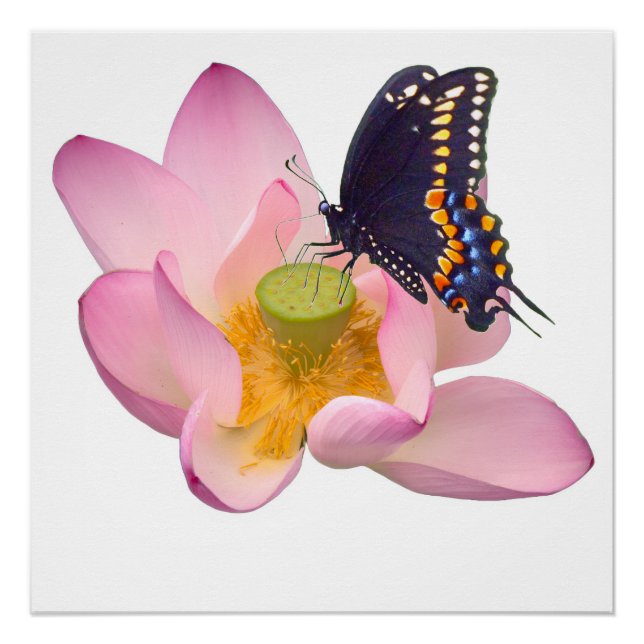 Poster Lotus et papillon (Devant)