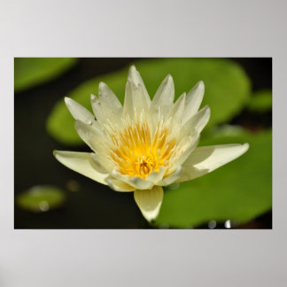 Poster Lotus (Fleur de nénuphars)