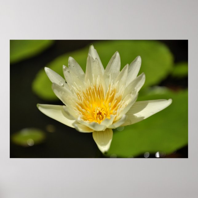 Poster Lotus (Fleur de nénuphars) (Devant)