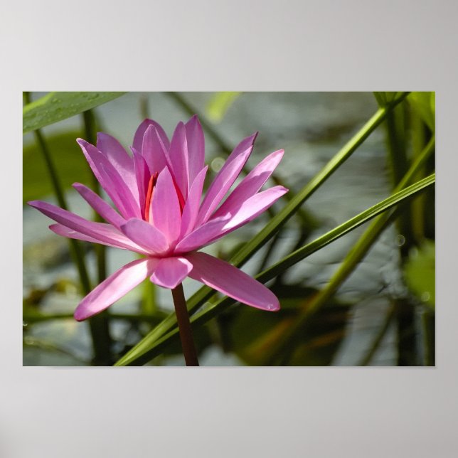 Poster Lotus rose (Devant)