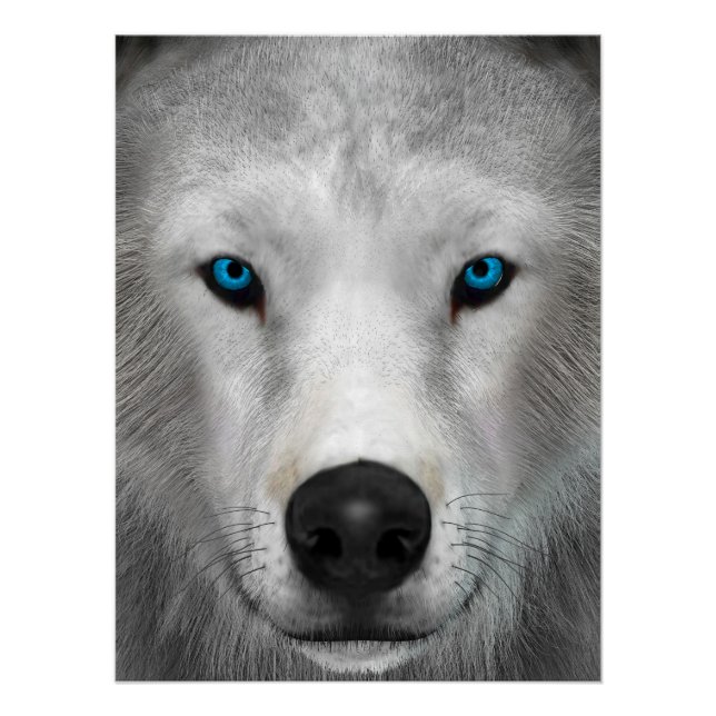 Poster Loup Arctique (Devant)