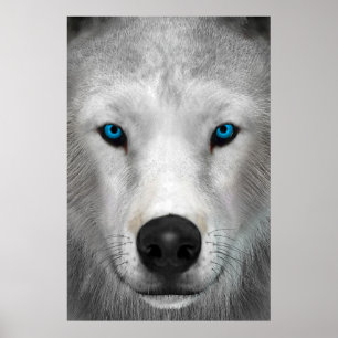 Poster Loup arctique