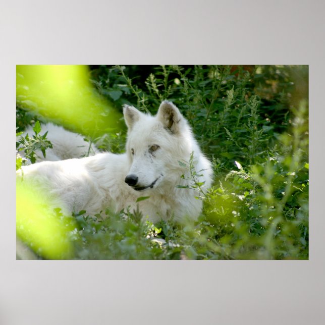 Poster Loup blanc (Devant)