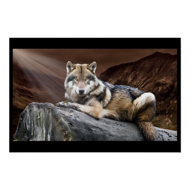 Poster Loup contemplatif (Devant)