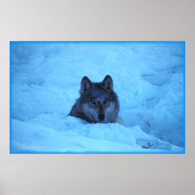 Poster Loup de bois de neige bleu Imprimer (Devant)