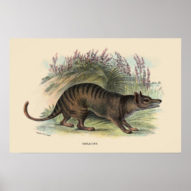 Poster Loup de Tasmanie (Devant)