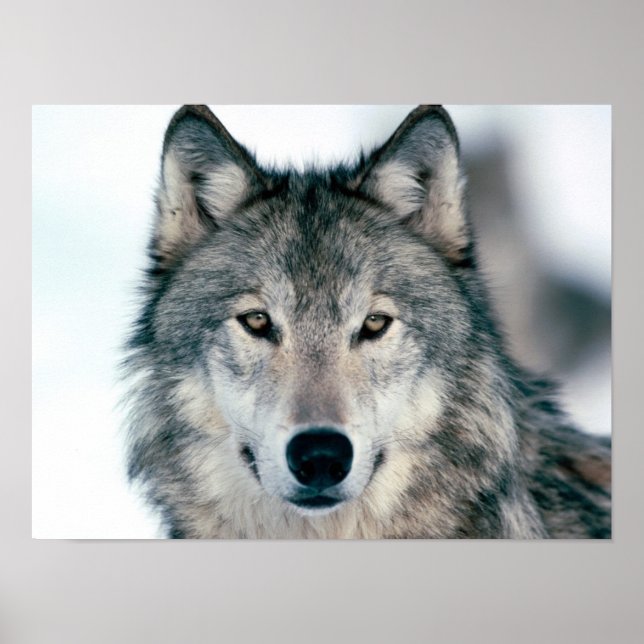 Poster Loup gris (Devant)