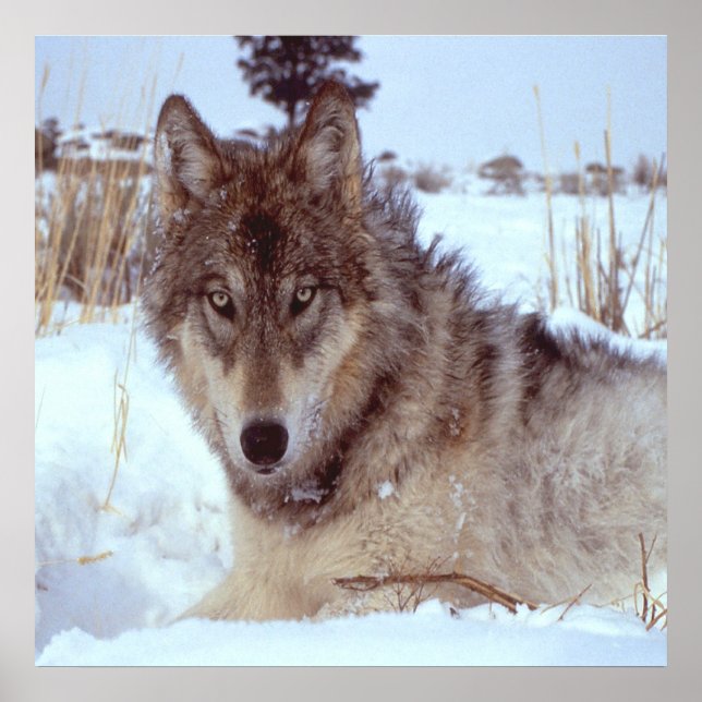Poster Loup gris en hiver (Devant)