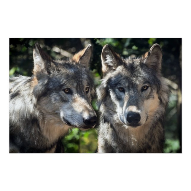 Poster Loups gris en pleine nature (Devant)