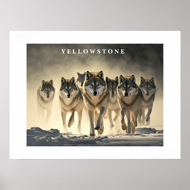 Poster Loups Yellowstone (Devant)