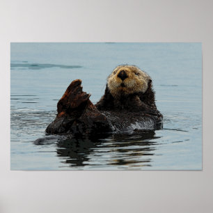 Poster Loutre de mer d'Alaska