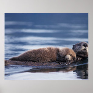 Poster loutre de mer, Enhydra lutris lutris