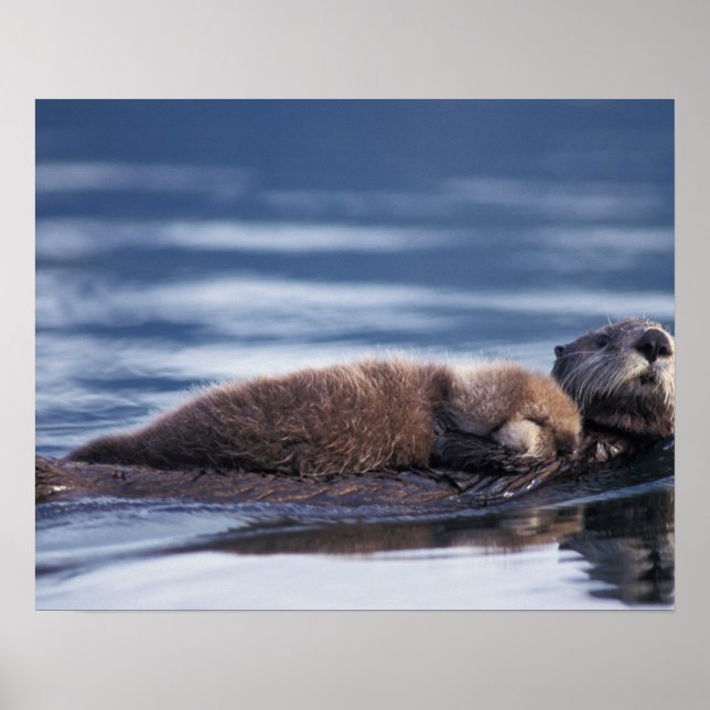 Poster loutre de mer, Enhydra lutris lutris (Devant)