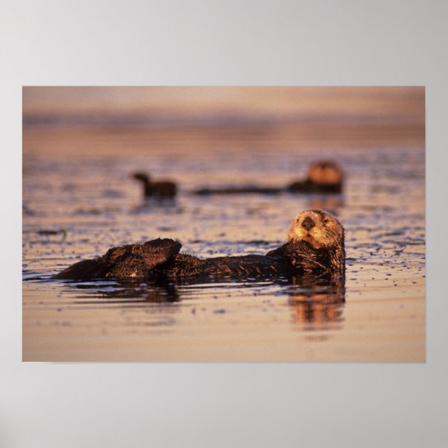Poster Loutres de mer, Enhydra lutris 3 (Devant)
